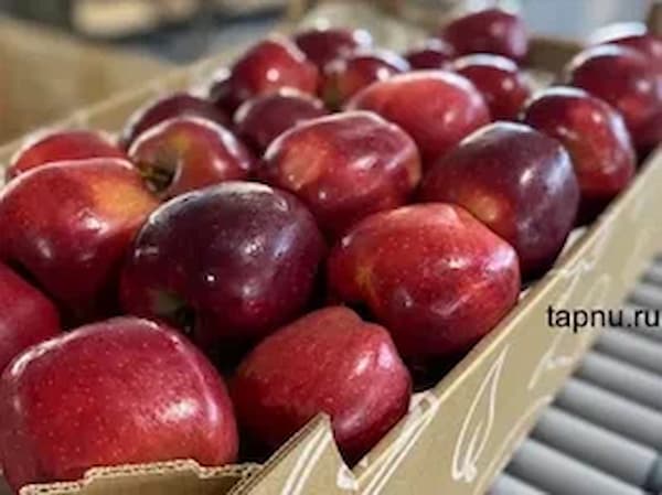 تصویر 3 از انواع سیب قرمز ممتاز با طعم ناب و ظاهر جذاب طبیعی